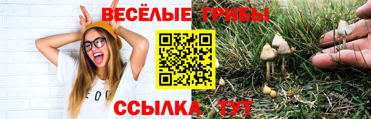 Ишимбай  Псилоцибиновые грибы Cubensis  Вход с VPN 